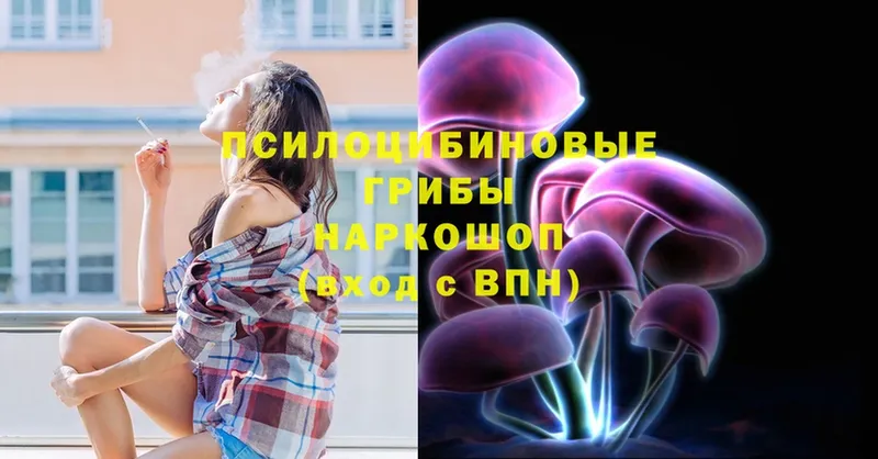 где купить   Малая Вишера  Псилоцибиновые грибы Psilocybe 